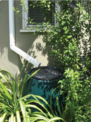 Rain Barrel