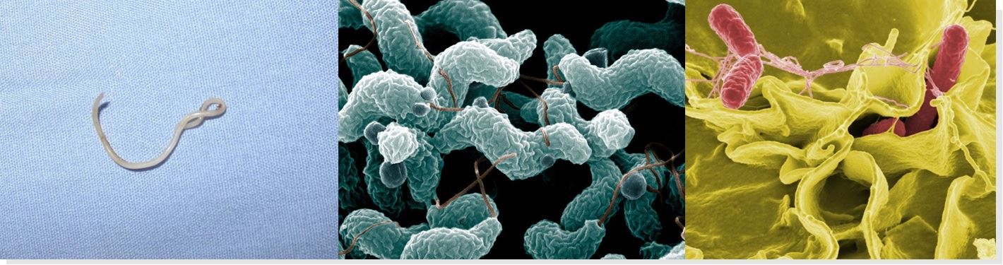 Contagion - Parasites and Bacteria