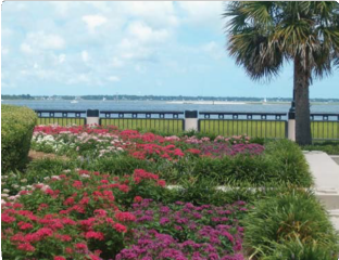 Flowers Along the Pier